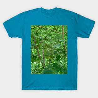 Inside The Maple Tree T-Shirt